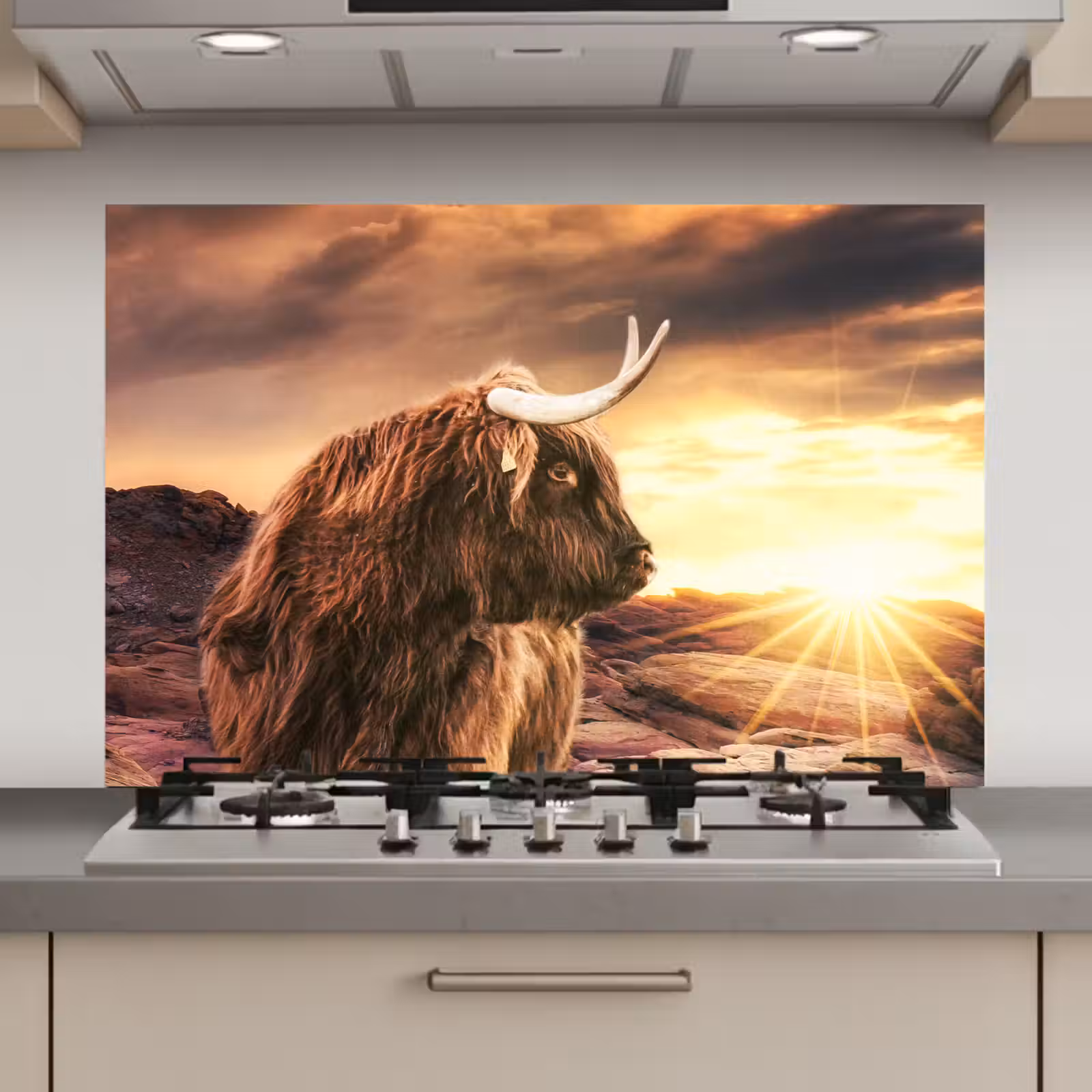 Spatscherm keuken - Schotse hooglander - Zon - Horizon - Koe - Dieren — 1