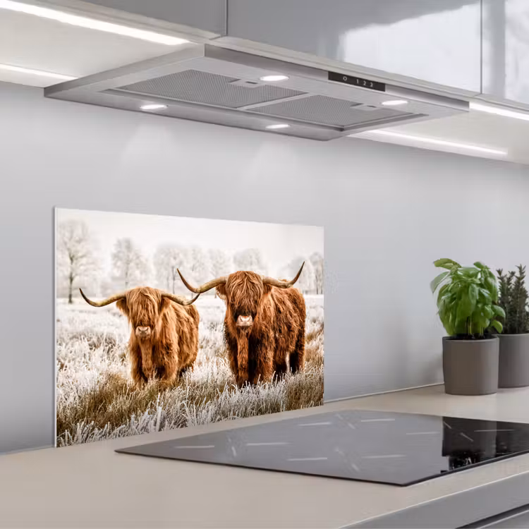 Spatscherm keuken - Schotse hooglander - Koe - Natuur - Winter — 5