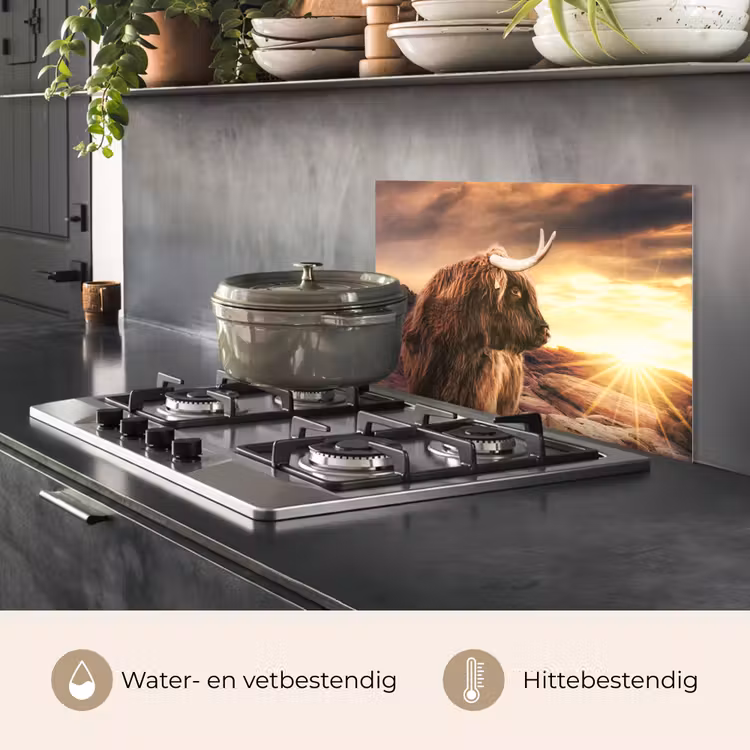 Spatscherm keuken - Schotse hooglander - Zon - Horizon - Koe - Dieren — 7