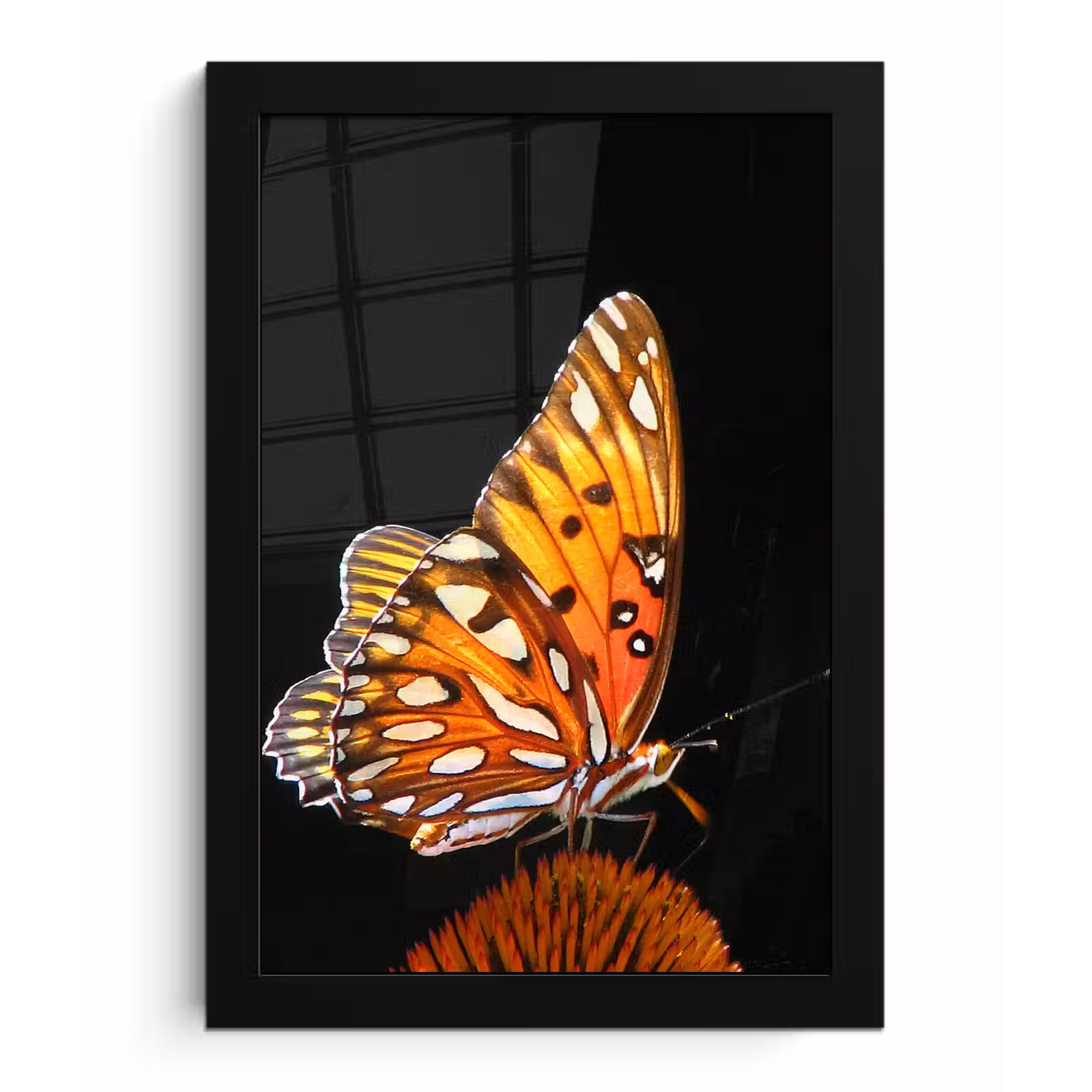 Poster met lijst - Vlinder - Bloemen - Insect - Portret - Zwart - Oranje — 1