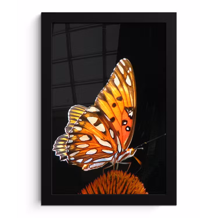 Poster met lijst - Vlinder - Bloemen - Insect - Portret - Zwart - Oranje — 1
