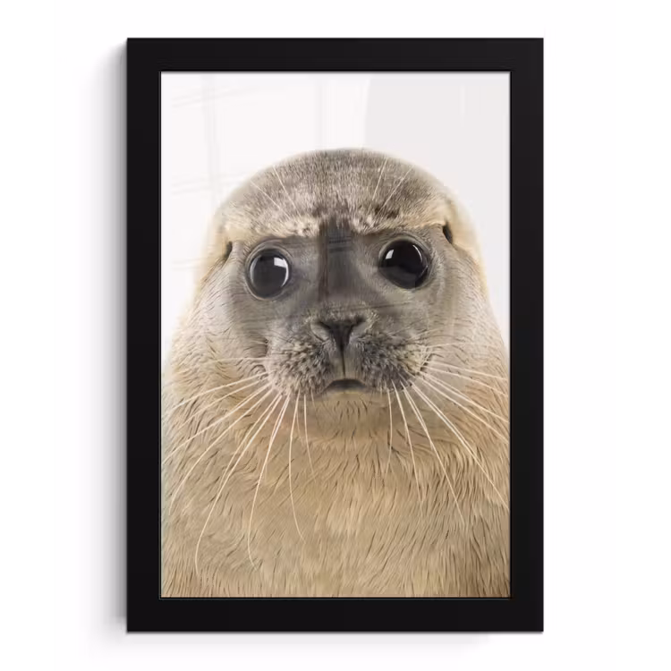 Poster met lijst - Jongens - Zeehond - Kinderen - Meisjes - Dieren — 1