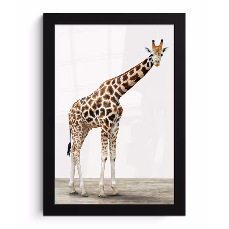 Poster met lijst - Giraffe - Dieren - Witte achtergrond - Kinderen - Jongen - Meisje — 1