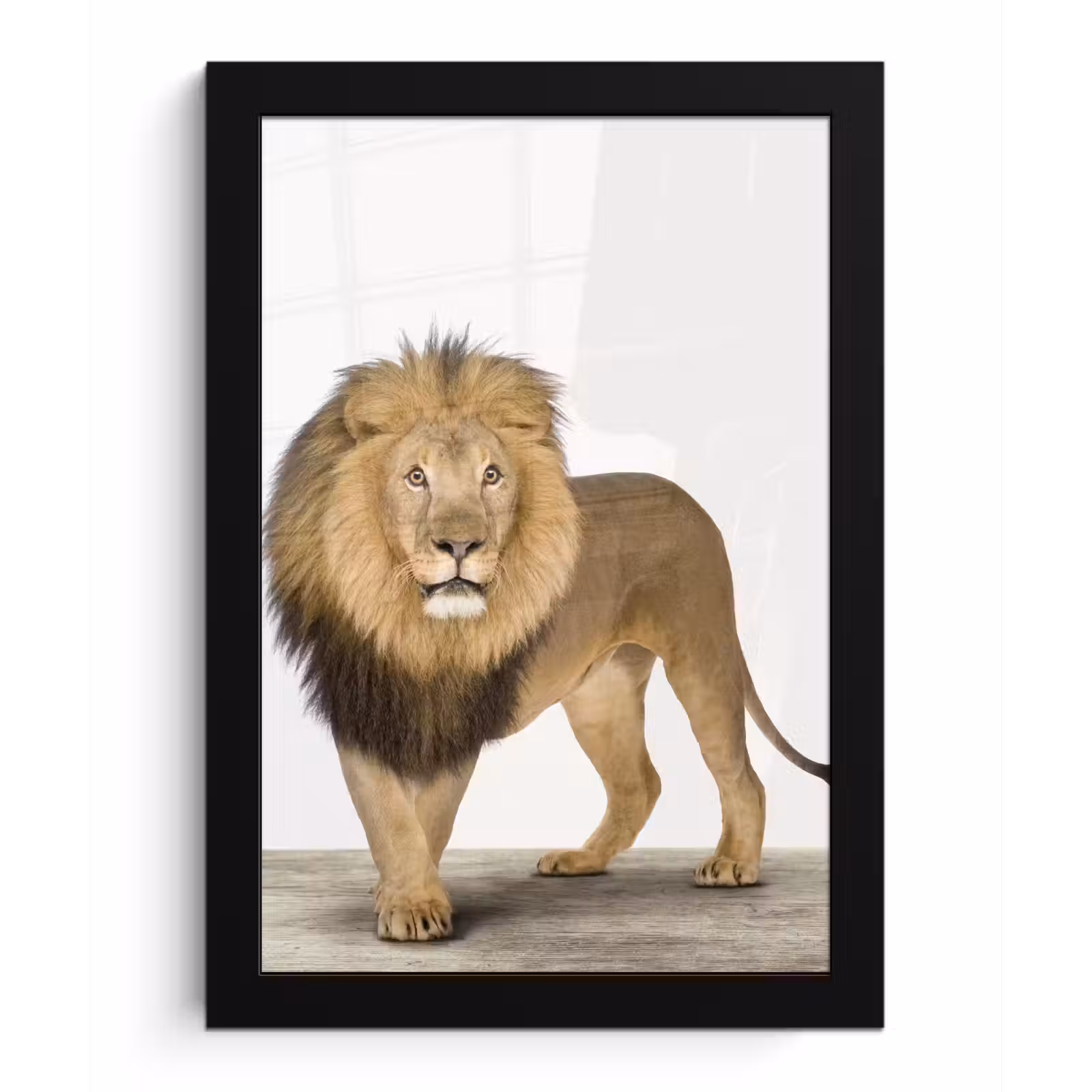Poster met lijst - Jongens - Leeuw - Dieren - Kinderen - Meisjes — 1