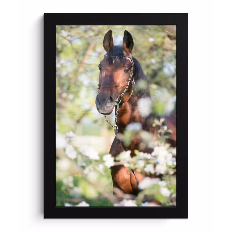 Poster met lijst - Paarden - Bloesem - Lente - Dieren — 1