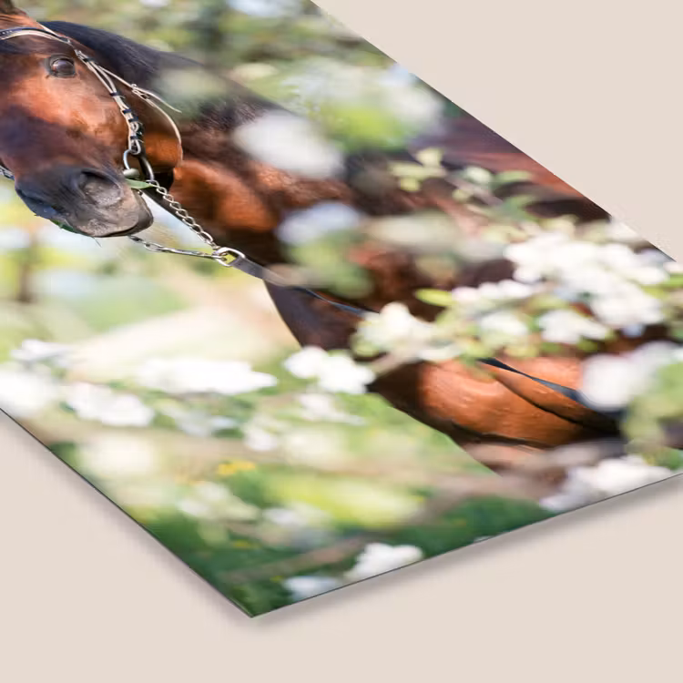 Poster met lijst - Paarden - Bloesem - Lente - Dieren — 7