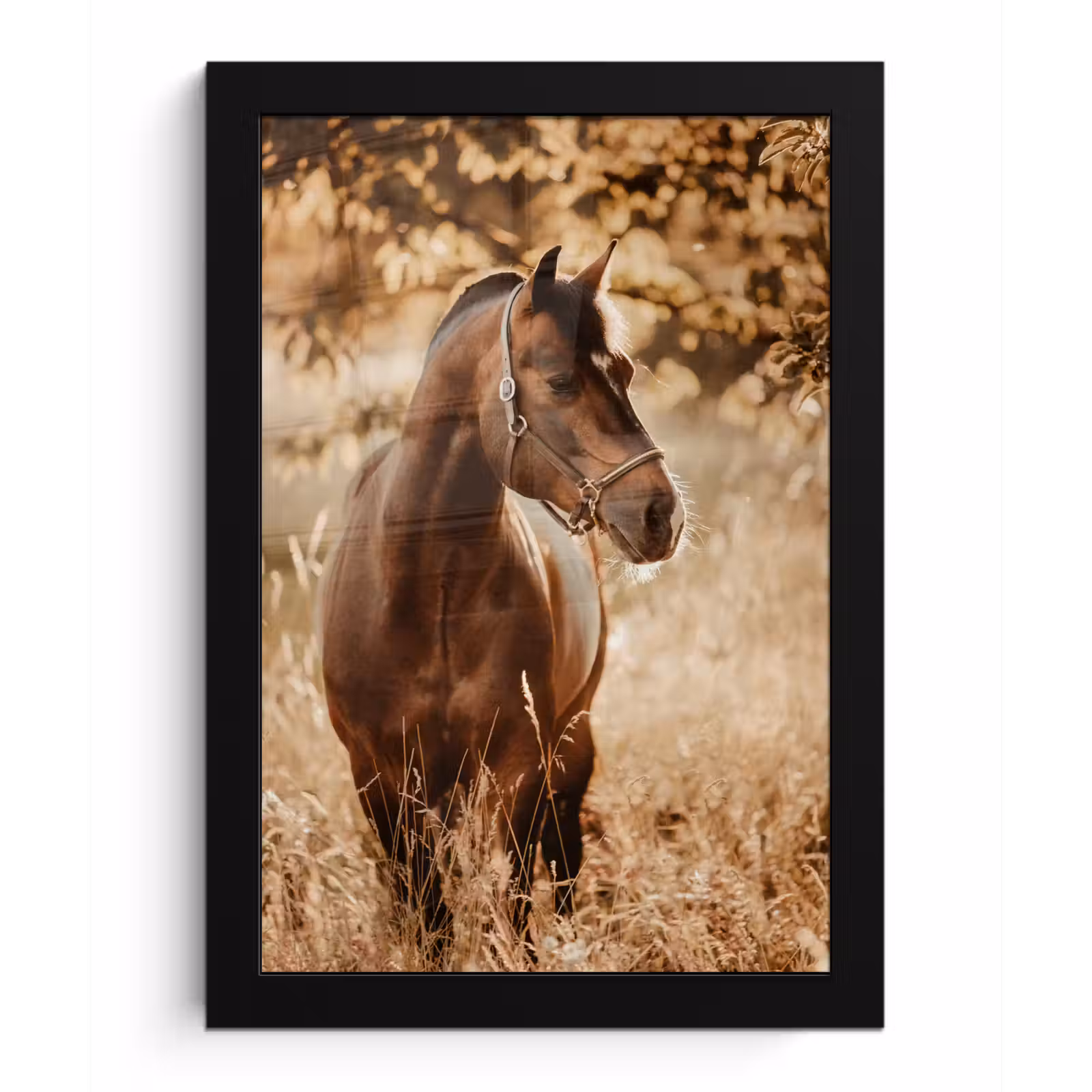 Poster met lijst - Paard - Zon - Portret - Natuur - Bruin — 1