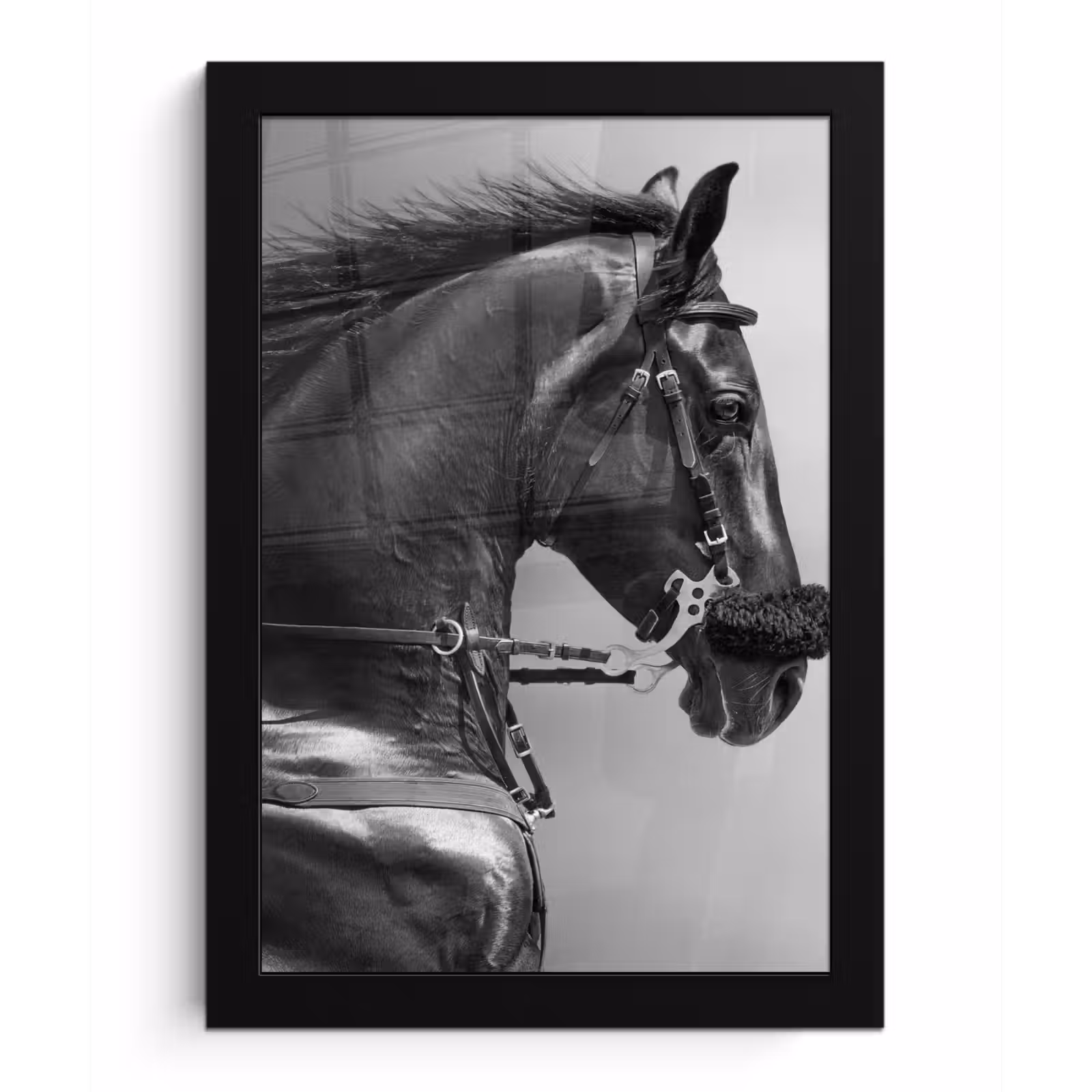Poster met lijst - Paarden - Zwart - Portret - Dieren — 1