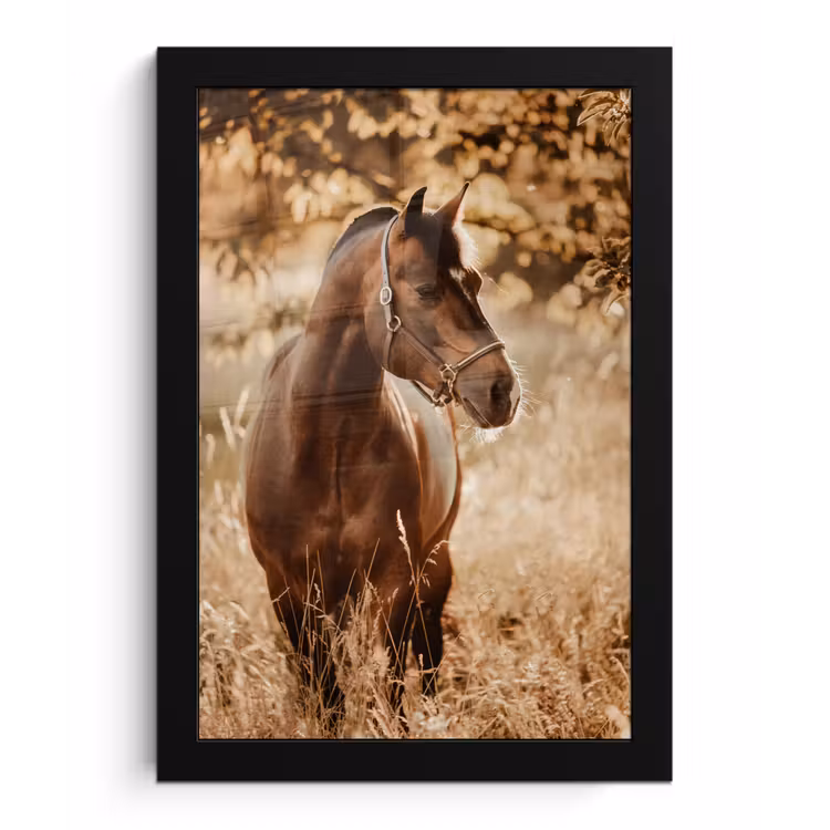 Poster met lijst - Paard - Zon - Portret - Natuur - Bruin — 1