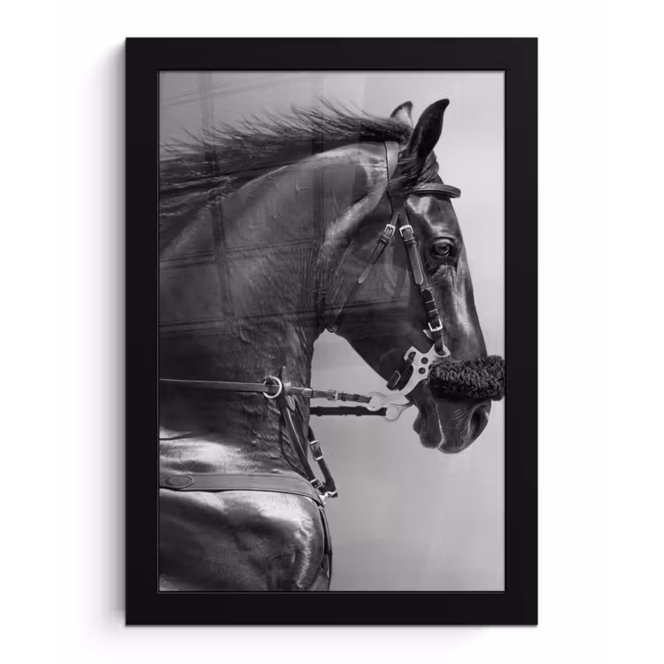 Poster met lijst - Paarden - Zwart - Portret - Dieren — 1