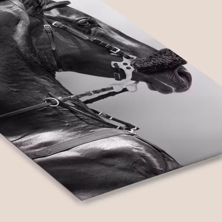 Poster met lijst - Paarden - Zwart - Portret - Dieren — 7