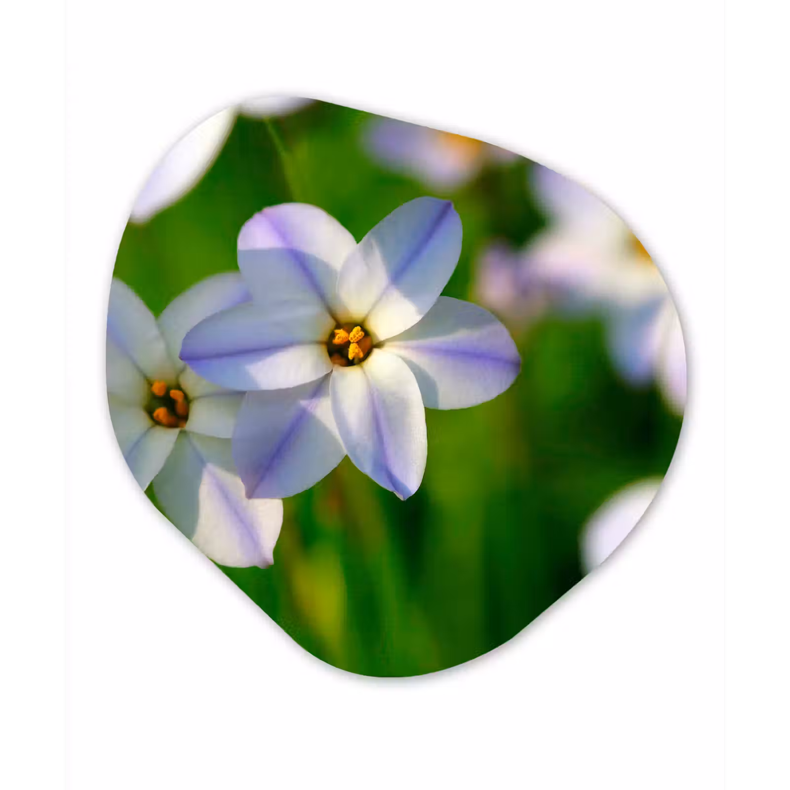 Organische Formen – Aluminium – Bloemen - Tuin - Paars — 1