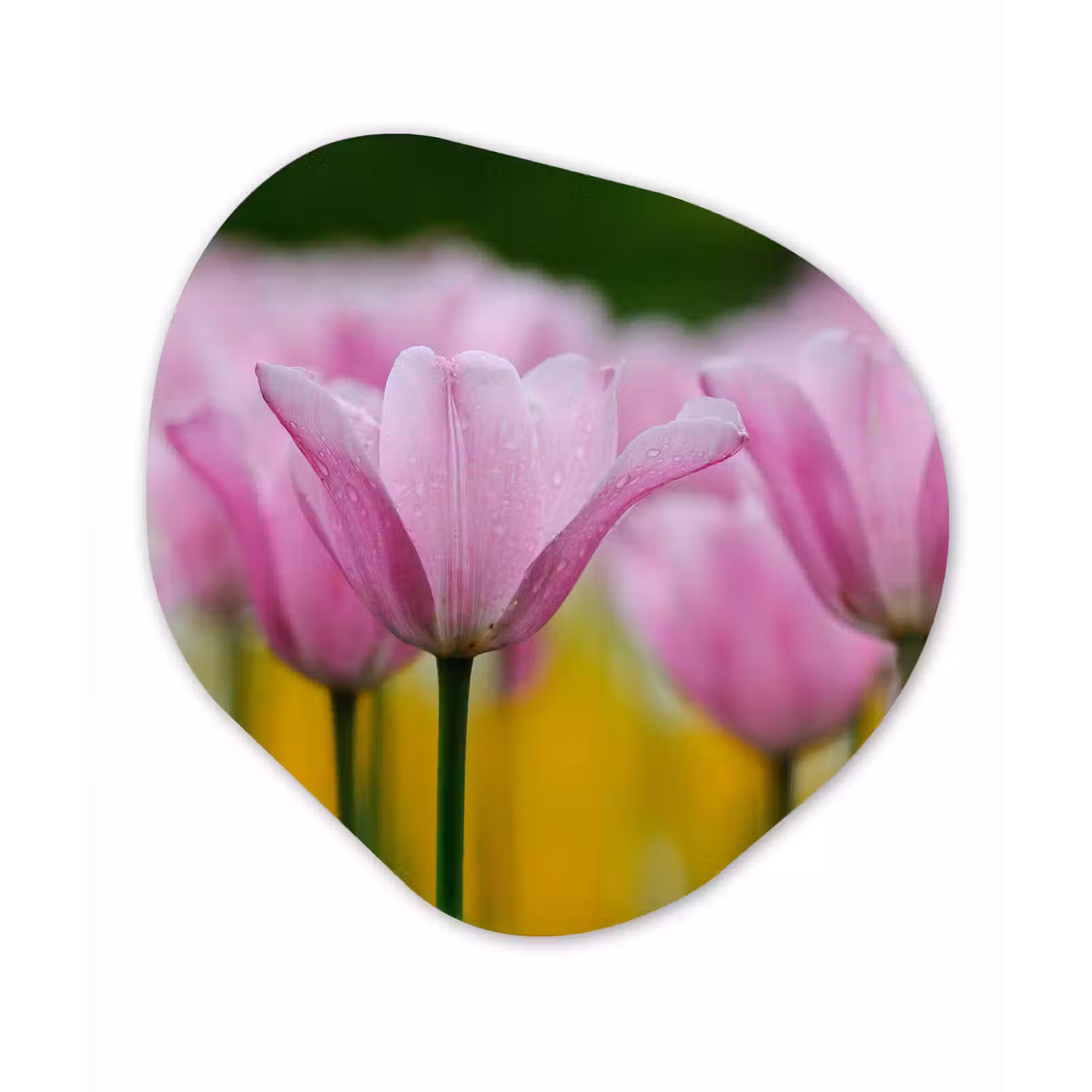 Organische Formen – Aluminium – Bloemen - Tulpen - Roze — 1