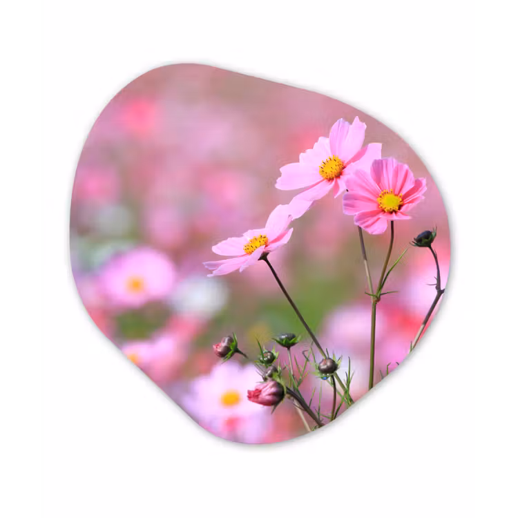 Organische Formen – Aluminium – Bloemen - Buiten - Roze — 1
