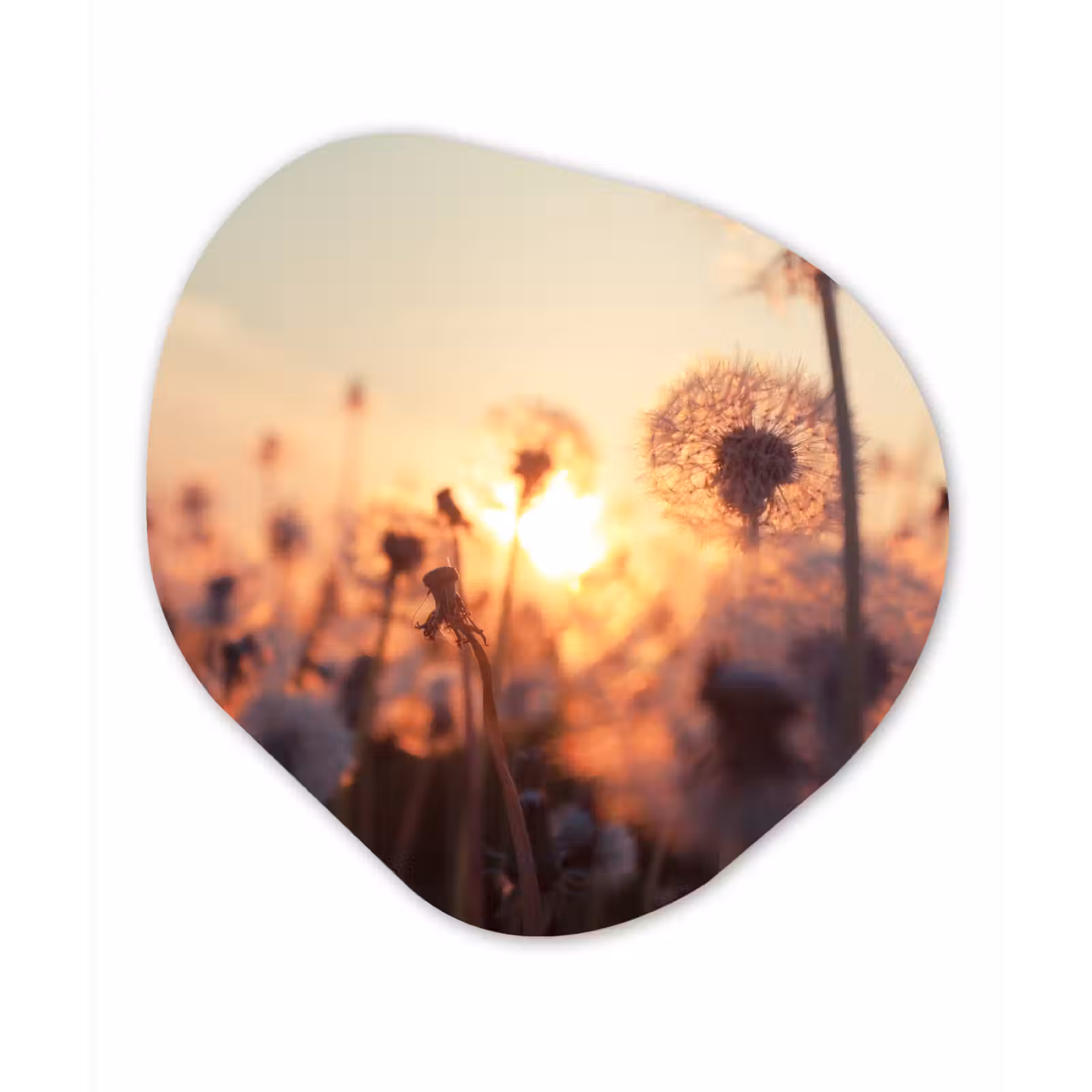 Organische Formen – Aluminium – Paardenbloem - Zonsondergang - Lente — 1