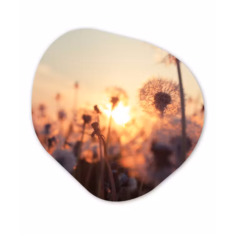 Organische Formen – Aluminium – Paardenbloem - Zonsondergang - Lente — 1