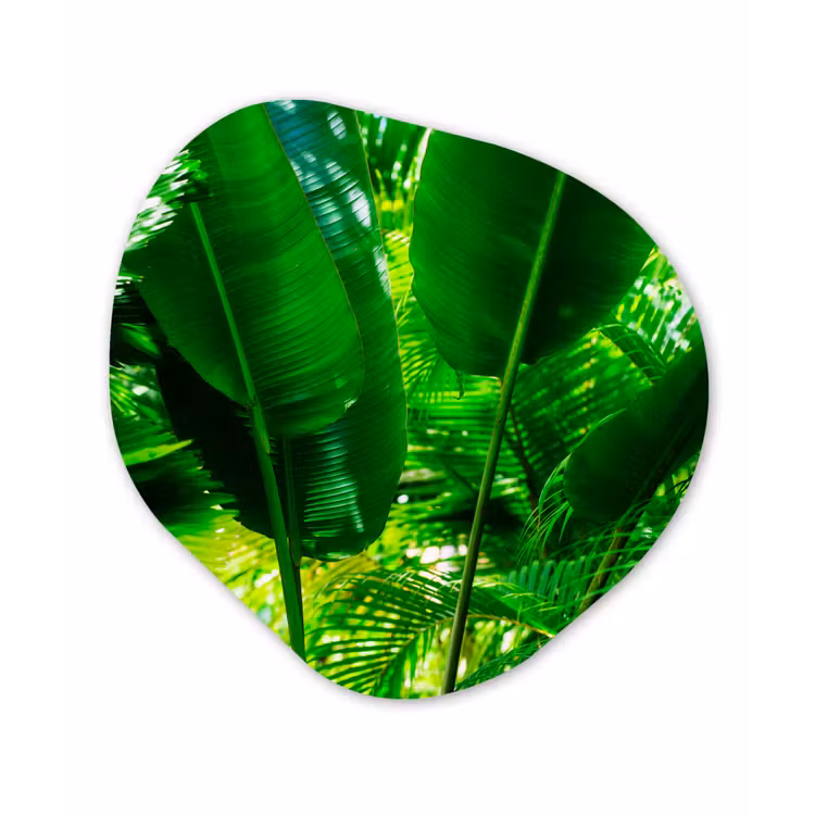Organische Formen – Aluminium – Tropische bladeren in jungle fotoprint — 1