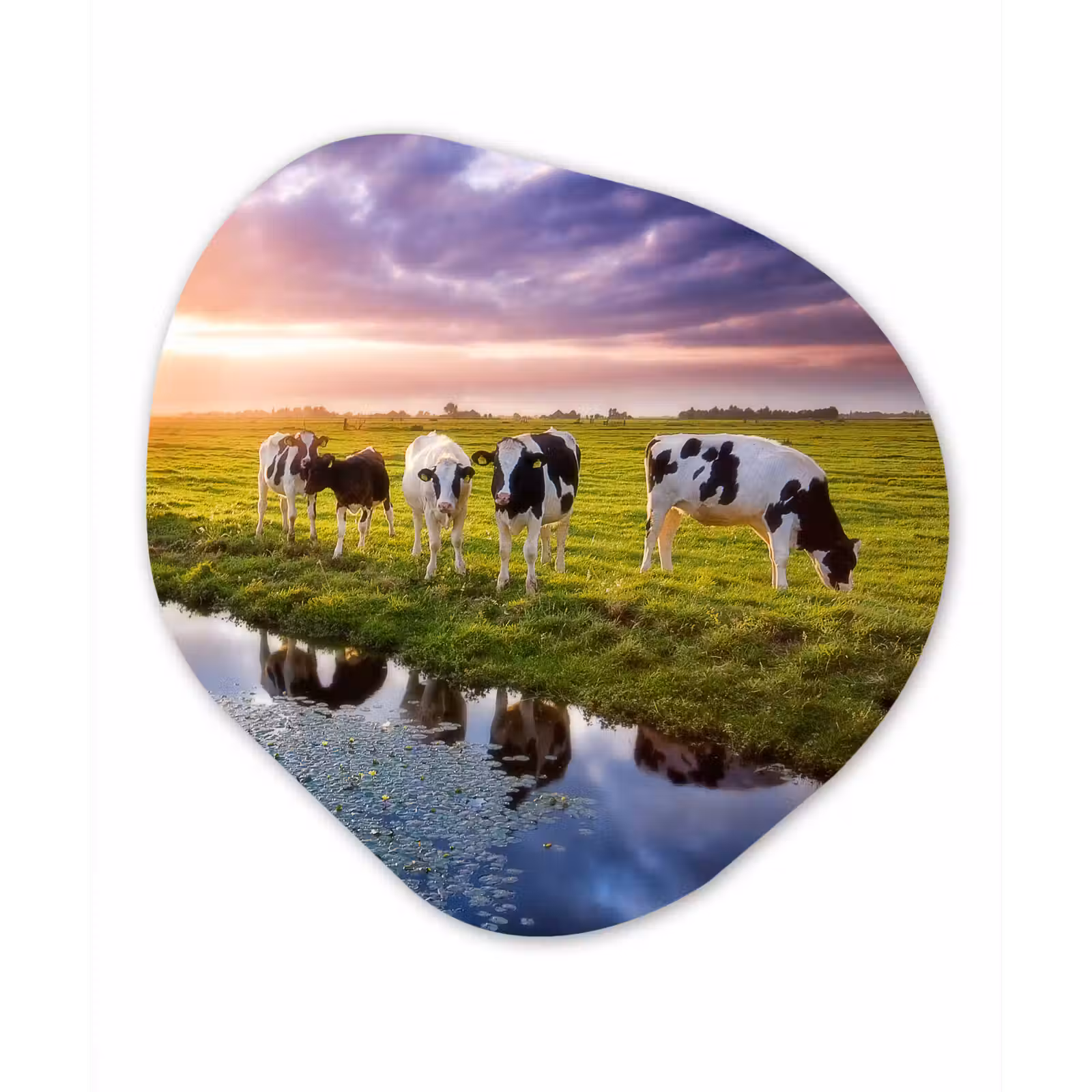 Organische Formen – Aluminium – Koeien tijdens een zonsondergang — 1