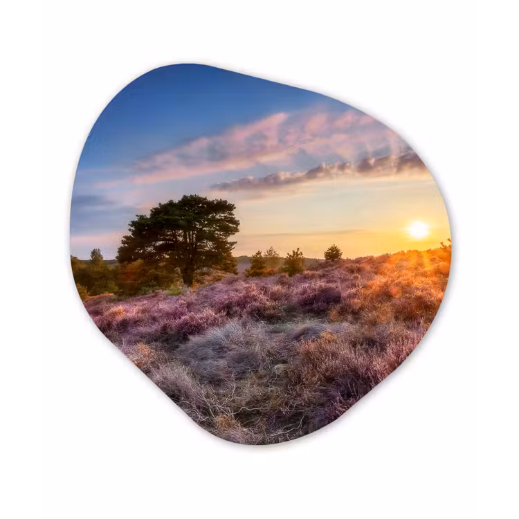 Organische Formen – Aluminium – Bloeiende heide tijdens zonsondergang in Nederland — 1
