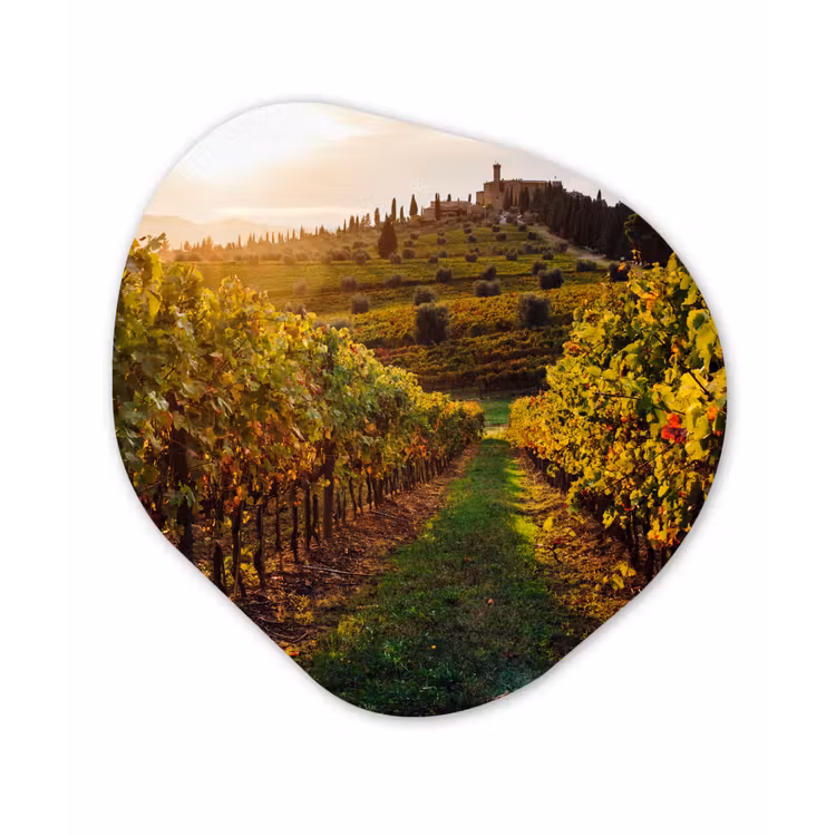 Organische Formen – Aluminium – Toscane - Landschap - Wijngaarden — 1
