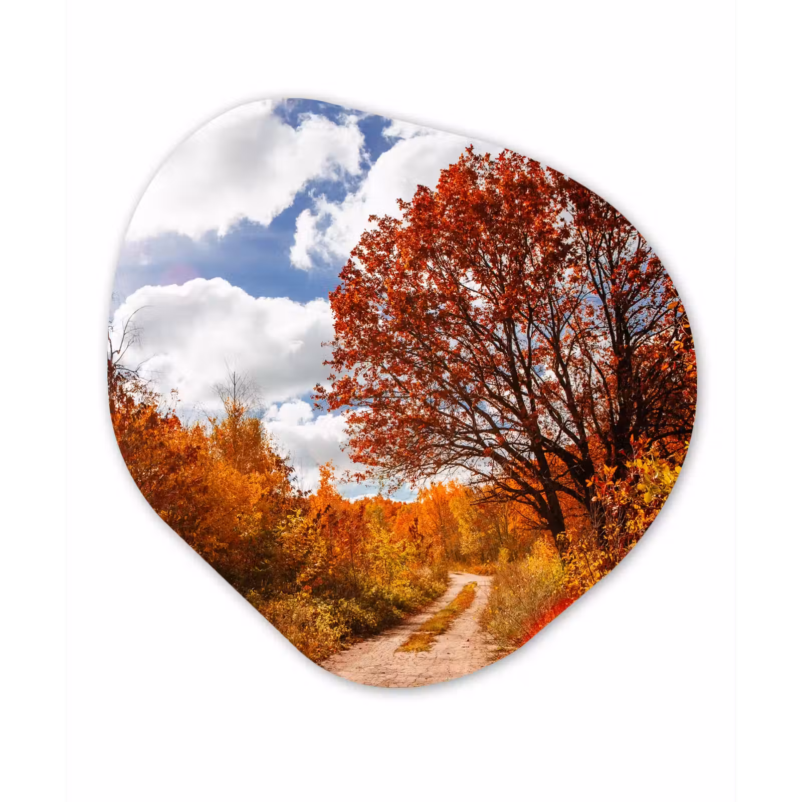 Organische Formen – Aluminium – Boom - Pad - Herfst — 1