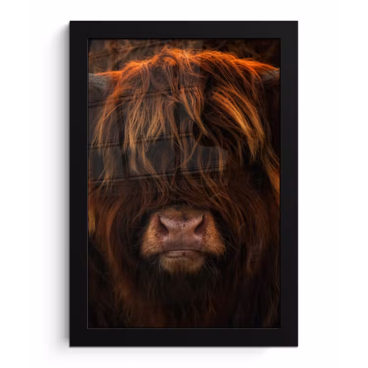 Poster met lijst - Schotse Hooglander - Koe - Portret - Dieren