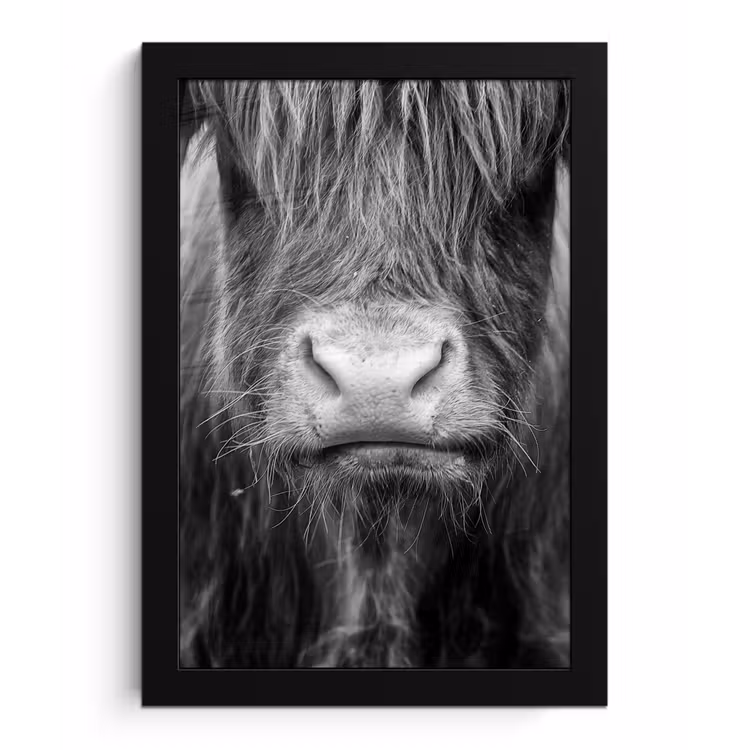 Poster met lijst - Schotse hooglander - Koe - Zwart - Wit - Dieren