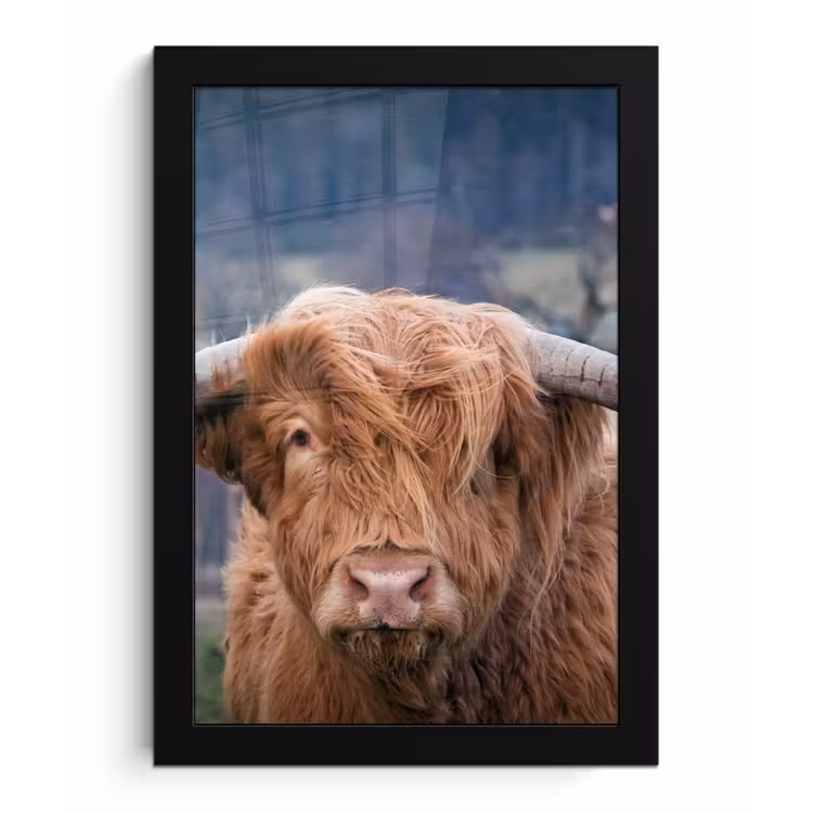 Poster met lijst - Schotse Hooglander - Koeienkop - Landschap - Natuur - Koe