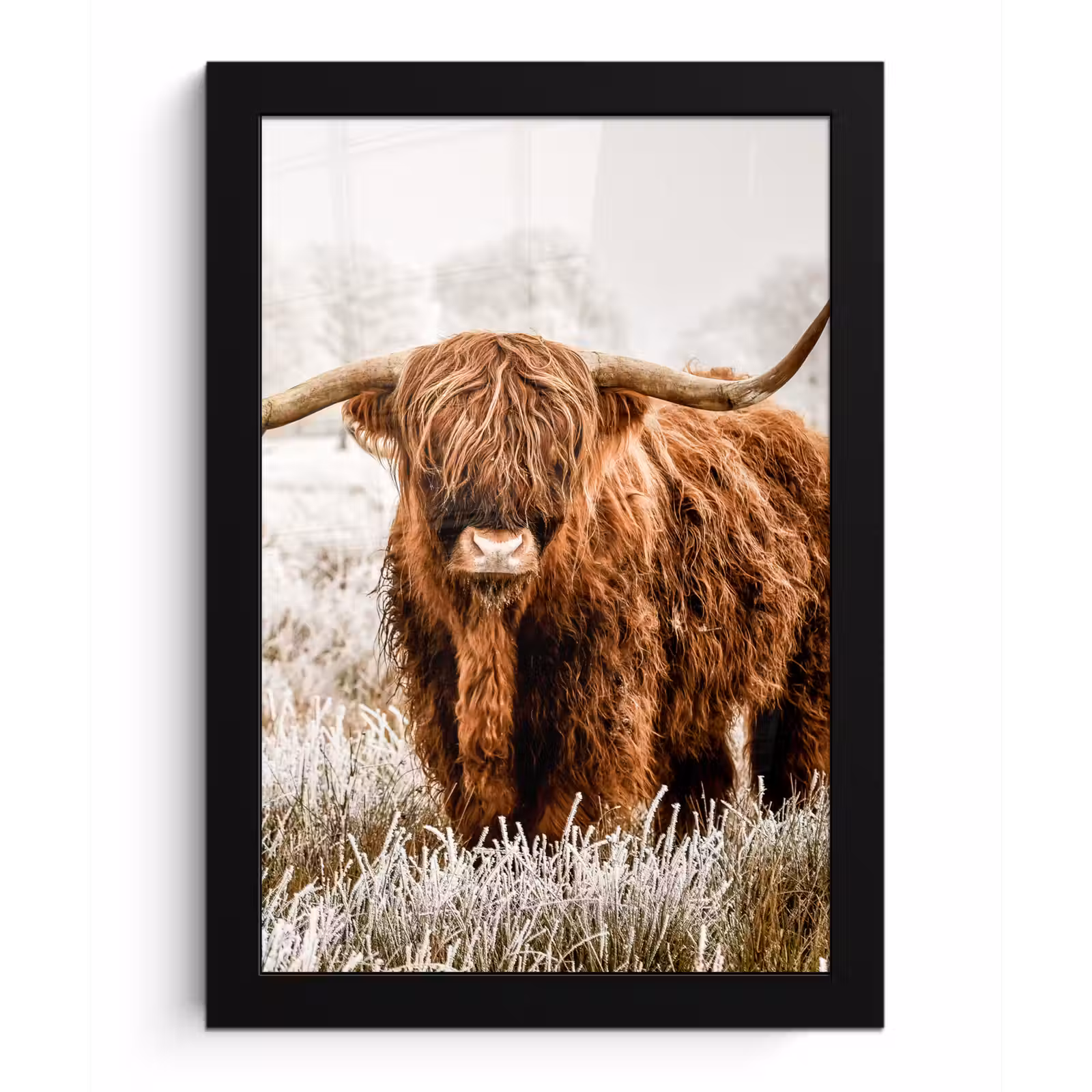 Poster met lijst - Schotse hooglander - Koe - Natuur - Winter — 1