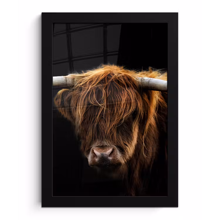 Poster met lijst - Schotse Hooglander - Horens - Zwart - Dieren - Natuur - Wild - Koe