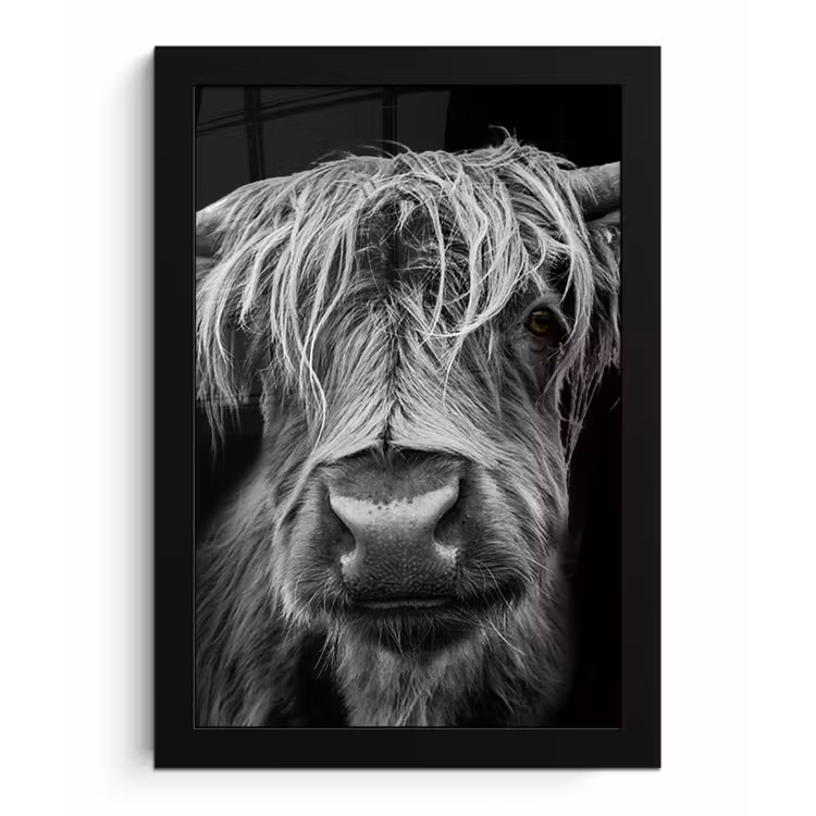 Poster met lijst - Schotse Hooglander - Horens - Zwart - Wit - Koe - Wild - Dieren