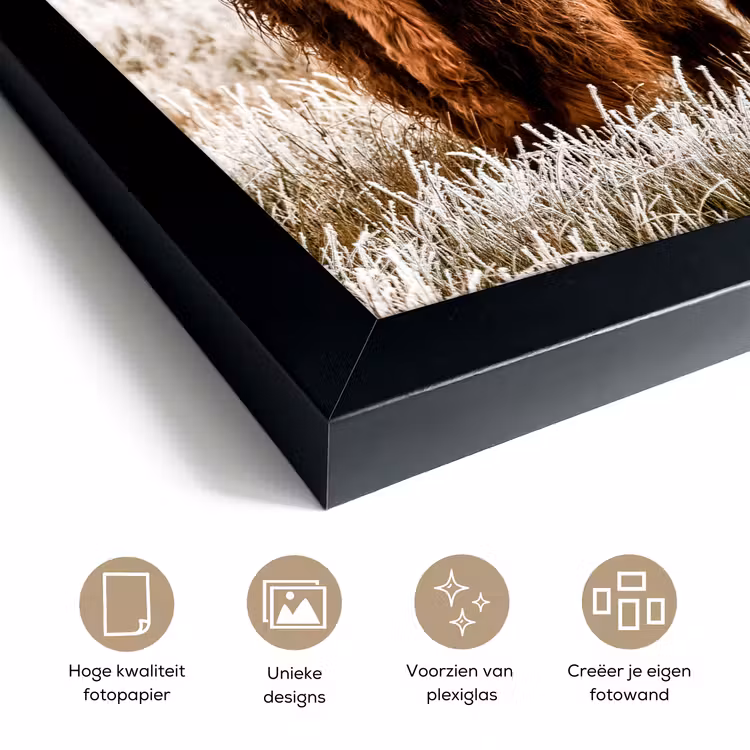 Poster met lijst - Schotse hooglander - Koe - Natuur - Winter — 6