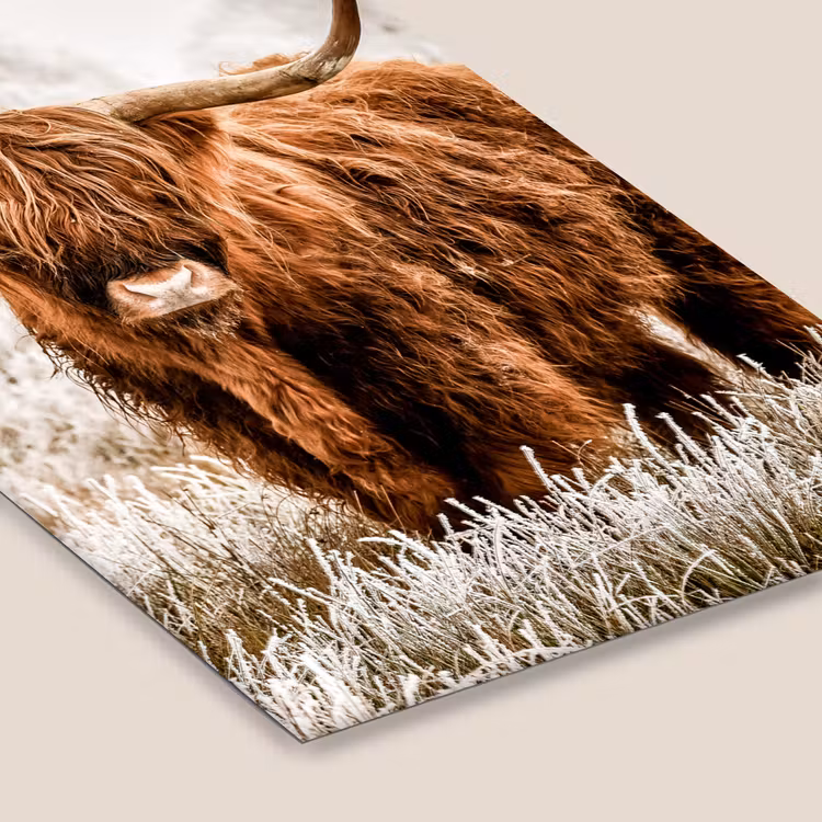 Poster met lijst - Schotse hooglander - Koe - Natuur - Winter — 7