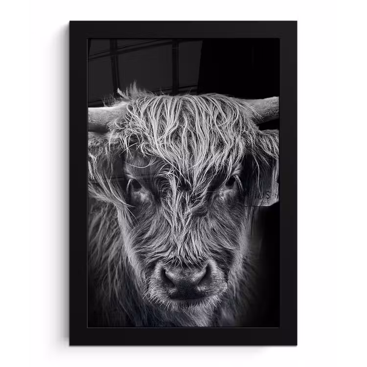 Poster met lijst - Schotse hooglander - Zwart - Koe - Dieren