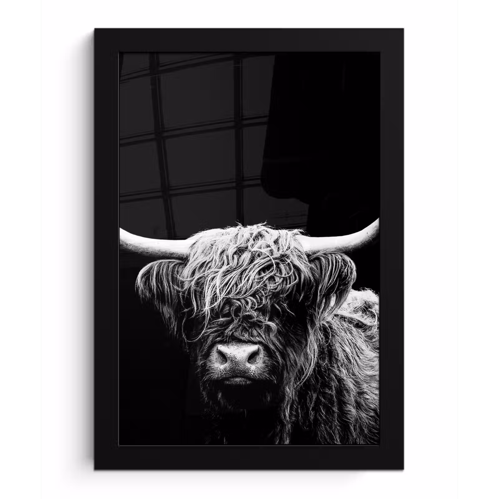 Poster met lijst - Schotse Hooglander - Koe - Zwart - Wit - Dieren — 1