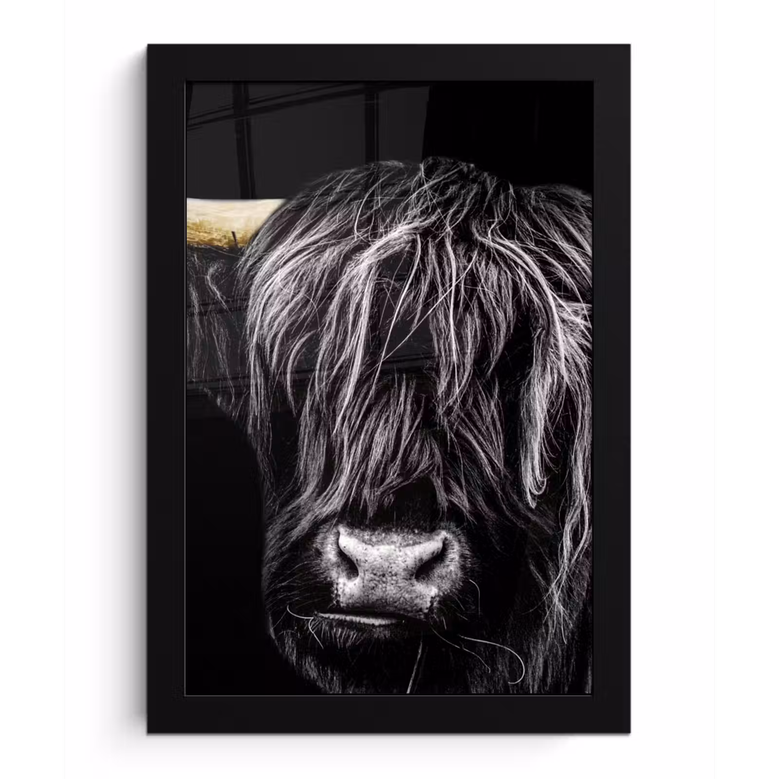 Poster met lijst - Schotse hooglander - Goud - Vacht - Dieren - Koe — 1