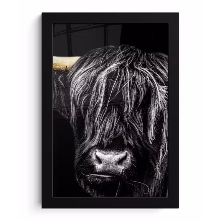 Poster met lijst - Schotse hooglander - Goud - Vacht - Dieren - Koe