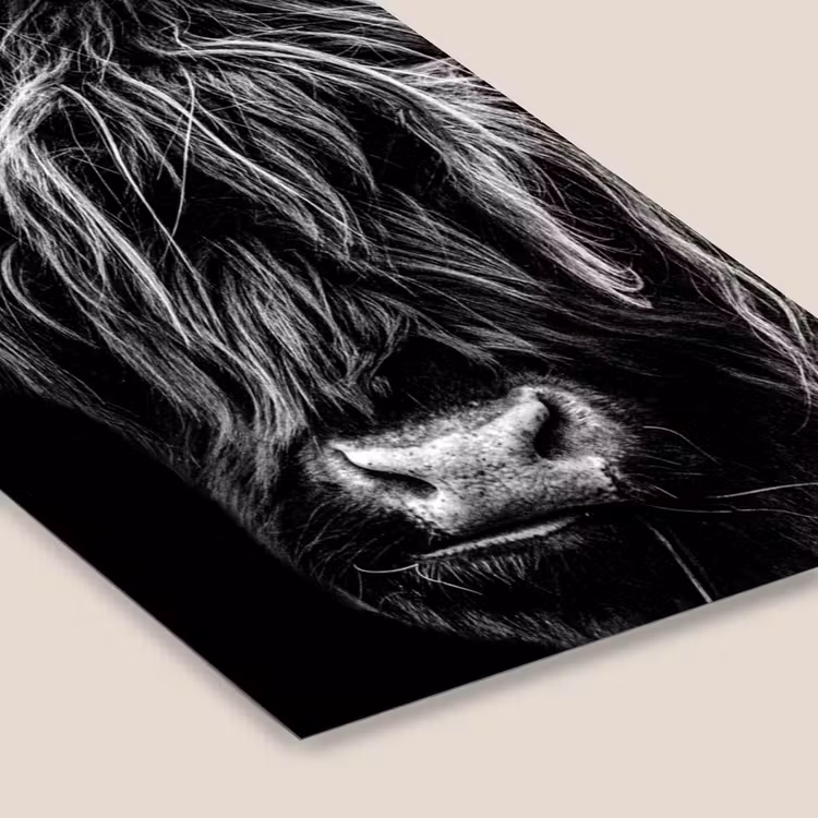 Poster met lijst - Schotse hooglander - Goud - Vacht - Dieren - Koe — 7
