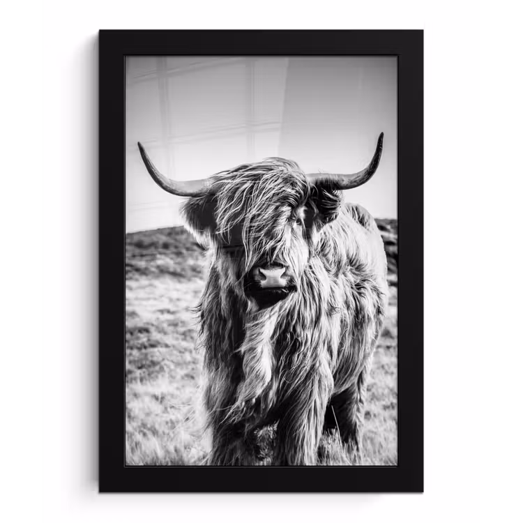 Poster met lijst - Schotse hooglander - Natuur - Koe - Zwart - Wit