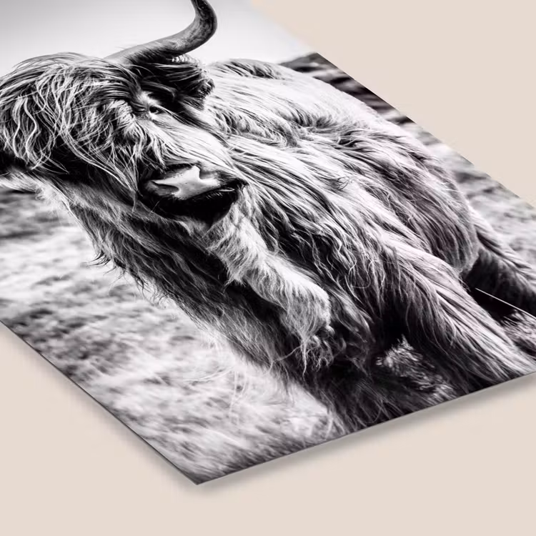 Poster met lijst - Schotse hooglander - Natuur - Koe - Zwart - Wit — 7