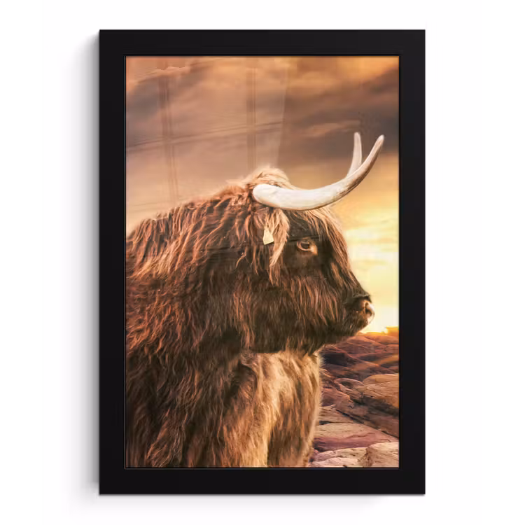 Poster met lijst - Schotse hooglander - Zon - Horizon - Koe - Dieren