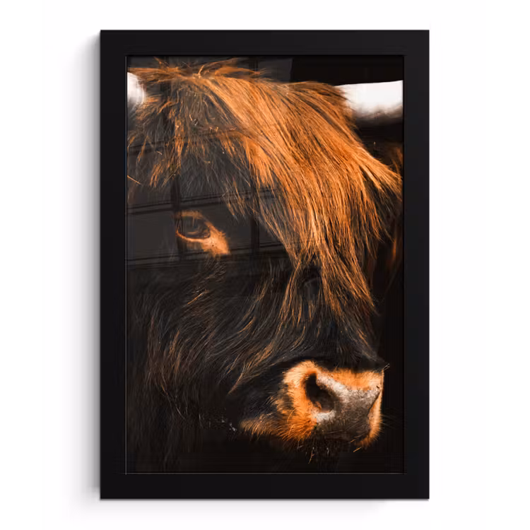 Poster met lijst - Schotse hooglander - Zwart - Koe - Hoorn - Dieren