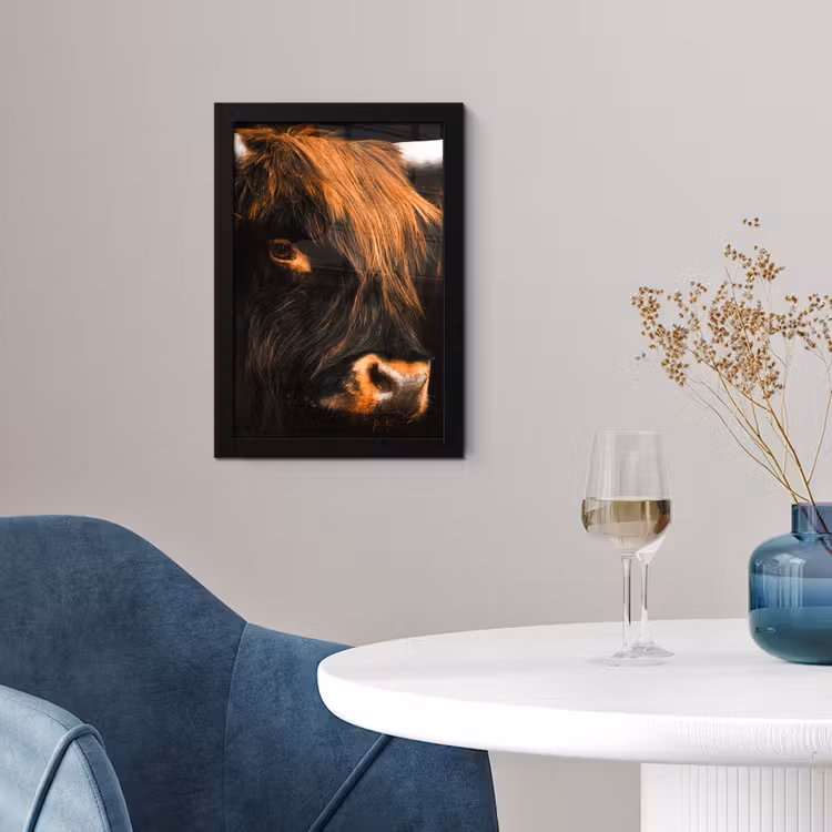 Poster met lijst - Schotse hooglander - Zwart - Koe - Hoorn - Dieren — 4