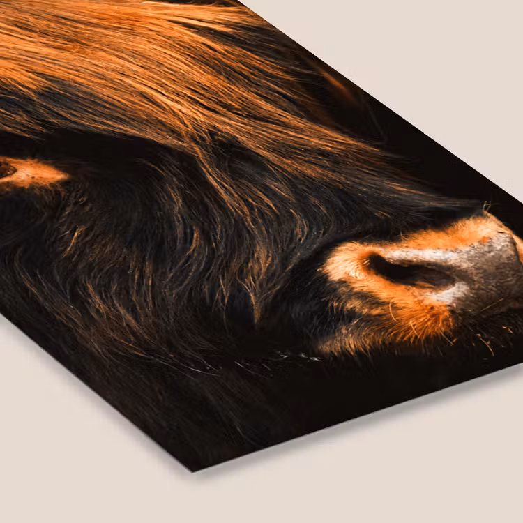 Poster met lijst - Schotse hooglander - Zwart - Koe - Hoorn - Dieren — 7