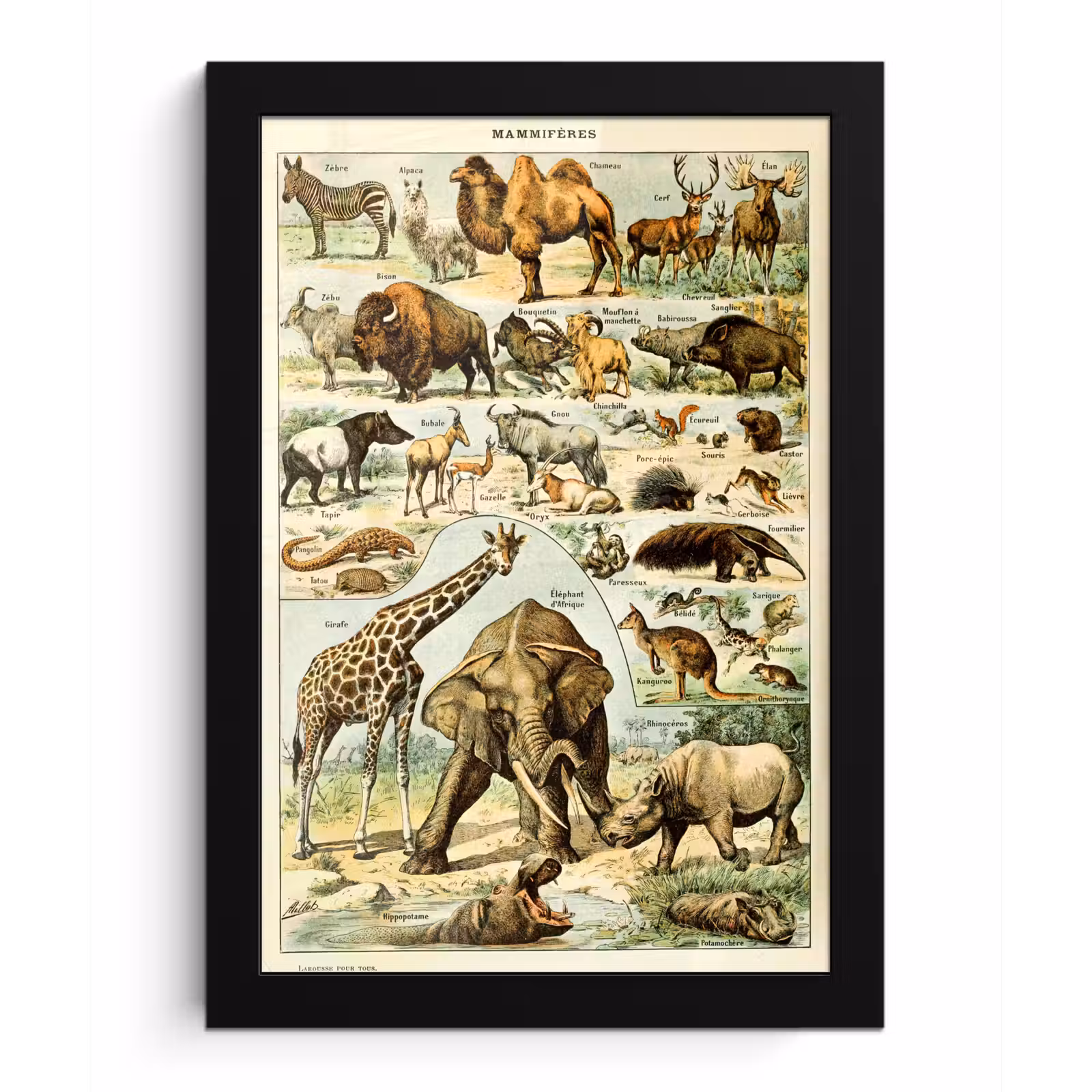 Poster met lijst - Dieren - Kameel - Giraffe - Vintage - Adolphe Millot — 1