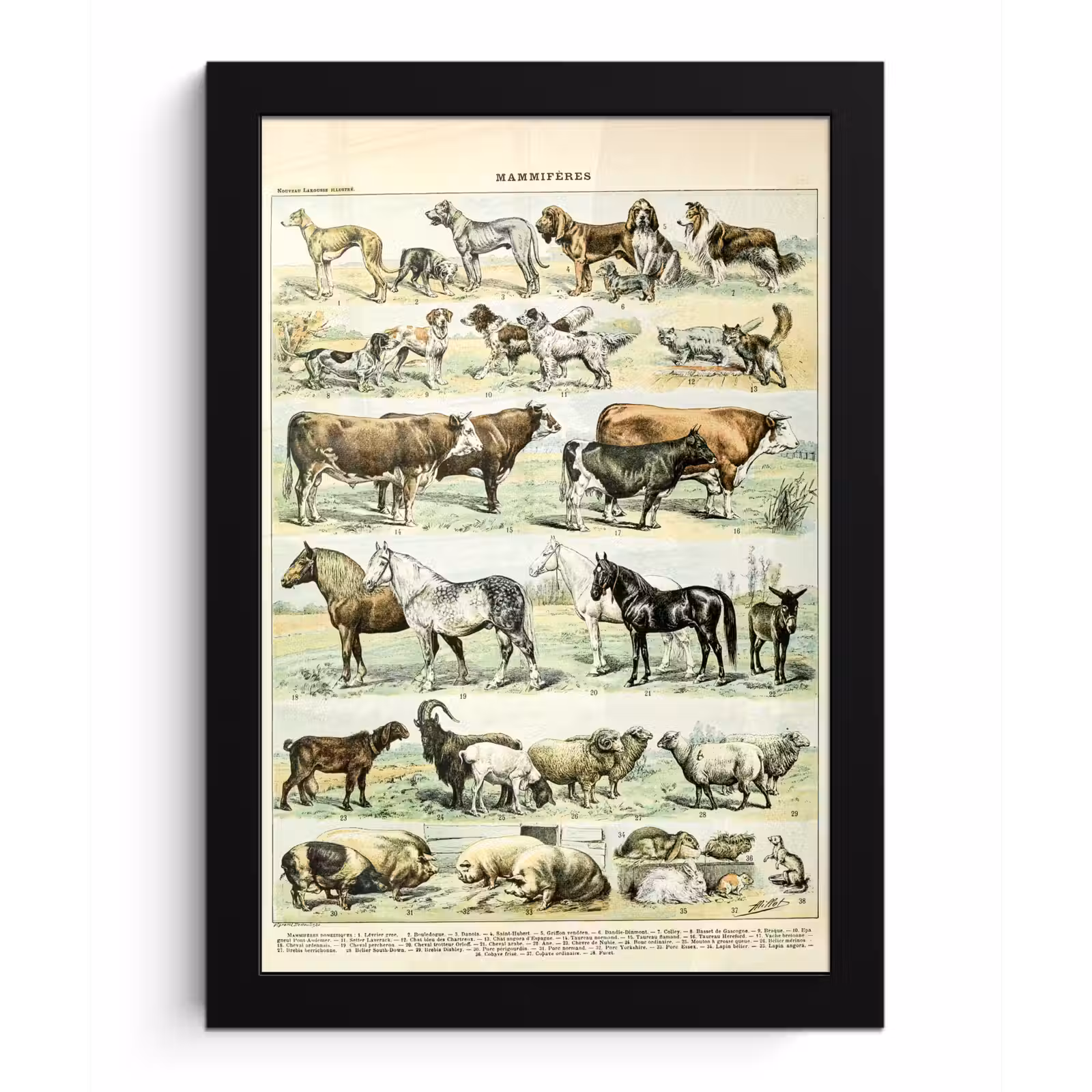 Poster met lijst - Dieren - Paarden - Illustratie - Vintage - Adolphe Millot — 1