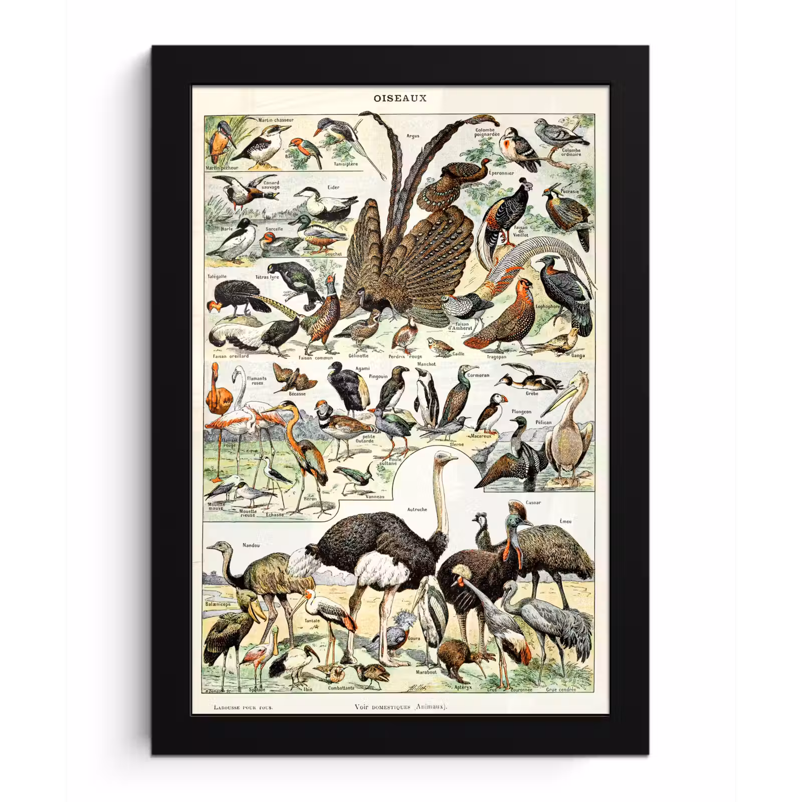 Poster met lijst - Vogel - Natuur - Dieren - Vintage - Kunstwerk — 1