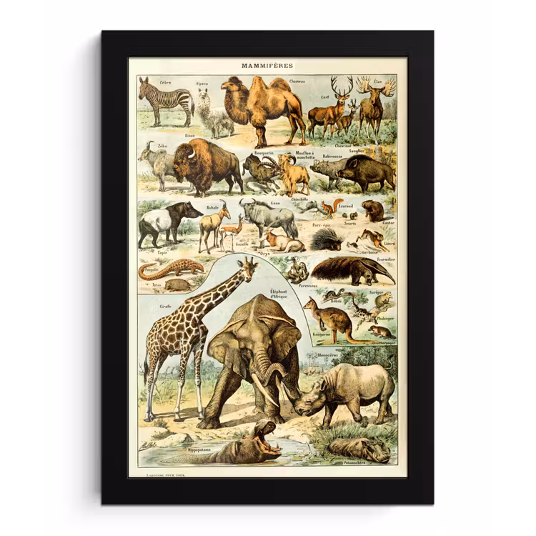 Poster met lijst - Dieren - Kameel - Giraffe - Vintage - Adolphe Millot — 1
