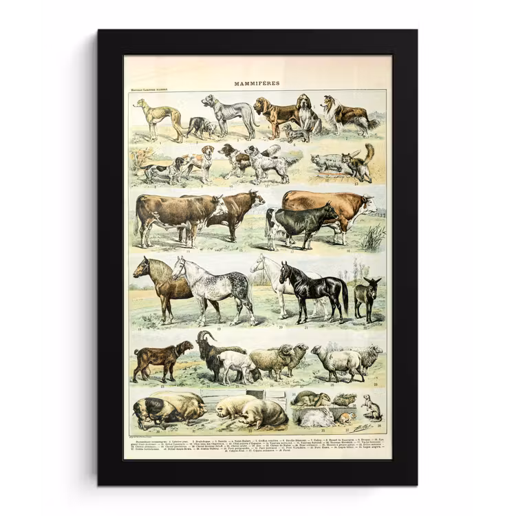 Poster met lijst - Dieren - Paarden - Illustratie - Vintage - Adolphe Millot — 1