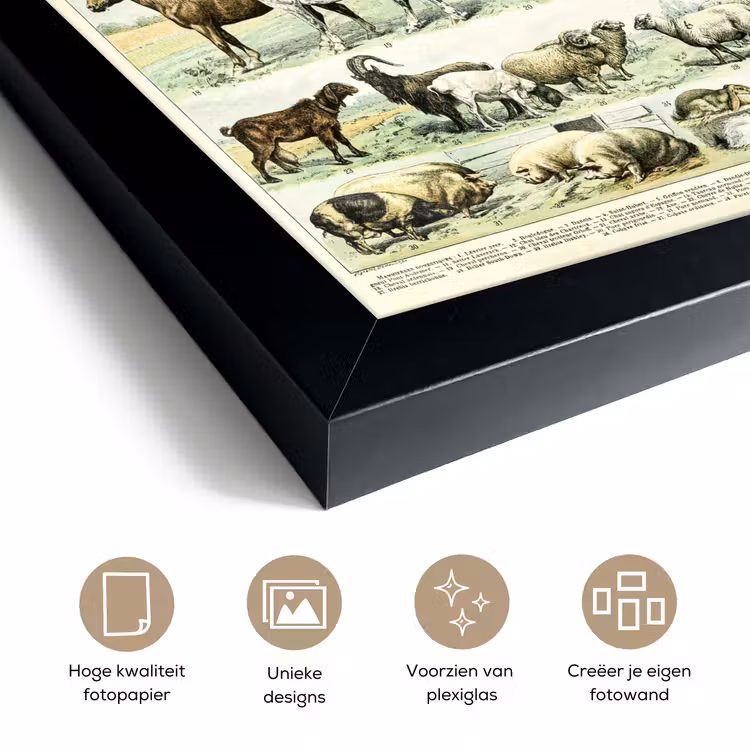 Poster met lijst - Dieren - Paarden - Illustratie - Vintage - Adolphe Millot — 6